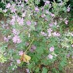 Malva multiflora Hábito