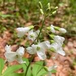 Cardamine heptaphylla ഇല