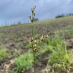 Juncus compressus Flor