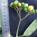 Solanum umbellatum Fruit