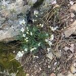 Cardamine plumieri Fula