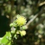 Claoxylon glandulosum Flor