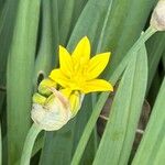 Allium moly Flower