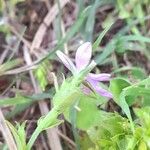Triodanis perfoliata Flor