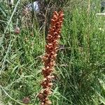 Orobanche rapum-genistae Hábito