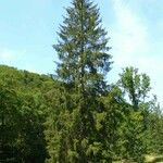 Picea omorikaBark