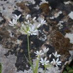Allium subhirsutum Kvet