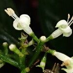Psychotria longicornis Flower