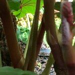 Begonia handelii 樹皮