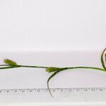 Carex hirta Cortiza