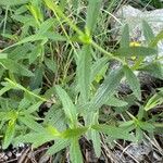 Stachys recta Leaf