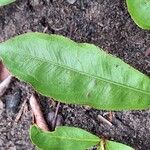 Brackenridgea arenaria Лист