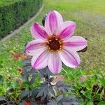 Dahlia tenuicaulis Floro