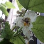 Catalpa bignonioidesFlor