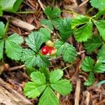 Rubus pedatus Fruto