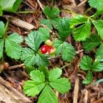 Rubus pedatus Fruit