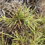 Genista ephedroides 葉