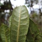 Canacomyrica monticola Leaf