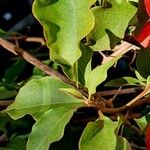 Bougainvillea × buttiana Liść