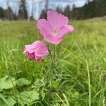 Malva moschataBlüte