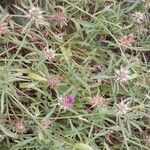 Centaurea calcitrapa Облик