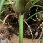 Aechmea recurvata Folha