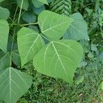 Erythrina amazonica Yaprak