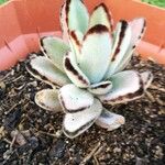 Kalanchoe tomentosa Folha