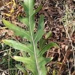 Silphium laciniatum পাতা