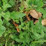 Trifolium repens موطن