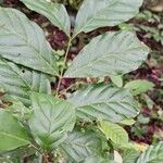 Guarea pubescens Leaf