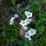 Micranthes californica Flor