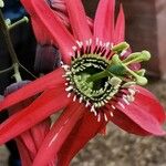 Passiflora racemosa Fleur