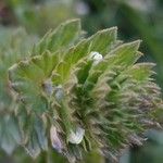 Euphrasia pectinata Leaf