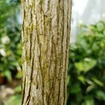 Coffea arabica Bark