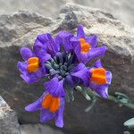 Linaria alpina Cvet