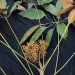 Schefflera morototoni Folla