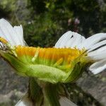 Leucanthemum catalaunicum Fleur