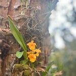 Dendrobium chrysotoxum Кветка