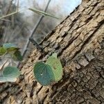 Bauhinia tomentosa 葉