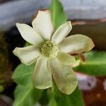 Anemopsis californica Blomst