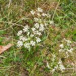 Peucedanum oreoselinum Habit