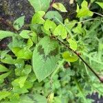 Persicaria virginiana Hoja