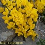 Cytisus ardoinoi Other