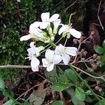 Arabis procurrens Flower