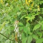 Crotalaria pallida 果