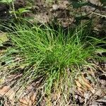 Carex pilulifera ശീലം