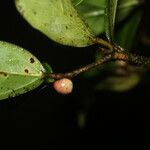 Ficus colubrinae Frukt