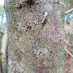 Acer pseudoplatanus Bark