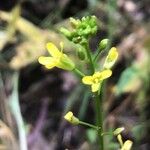 Sisymbrium orientale Virág